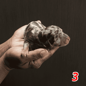 Purebred Dachshund Puppies for sale