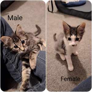 2x Kittens Looking for forever homes. (Orphaned/Hands Reared)
