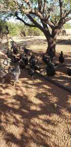 Australorp chickens for sale 