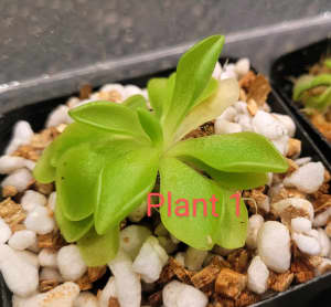 Pinguicula Emarginata x Weser (Carnivorus Plant)