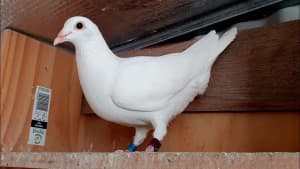 BUYING White Racing Pigeon - Females Only