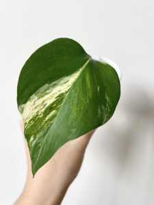 Marble Queen Pothos - Fully Rooted Cutting