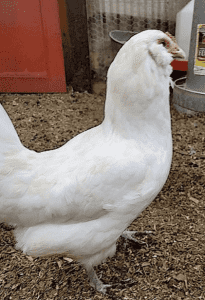 Araucana Hens and Roosters