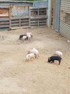 Saddleback x 🐷 Piglets for sale 6 piglets