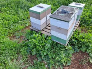 Bee hives and 5 frame nucs ideals and full depths