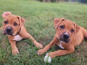 American Bully XL x Boxer puppies : Ready now for their Forever Home