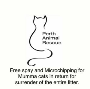 Free desexing and Microchipping for Mumma cats