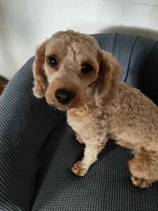 Male red Cavoodle STUD for STUD service only not for sale