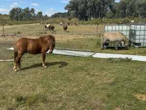 2x 18 month old Miniature Pony colts