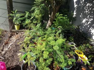 Plants for sale Jacarandas trees $5- $60