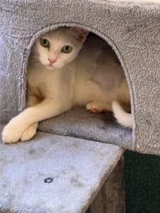 Alice rescued cat needs a home