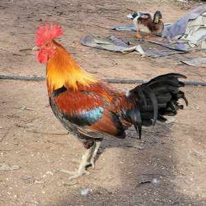 Mix Breed Game Fowls | Hens/Roos/Pullets/Cockerels | Read Description