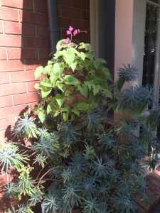 Euphorbia & Antiginon in stone pot