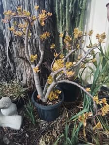 Crassula succulent plants in 30cm pots