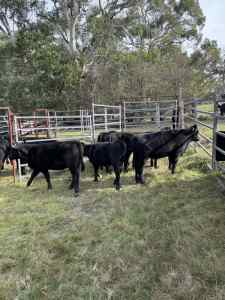 Angus steers and heifers