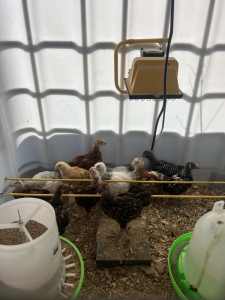 Sexed chickens/ chicks all breeds