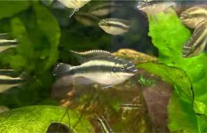 Tropical Aquarium Fish - Kribensis Cichild