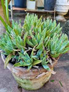 Pot of succulent 