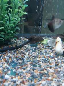 Large pleco fish for offer
