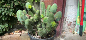 Trichocereus bridgesii Monstrose - The Penis Cactus