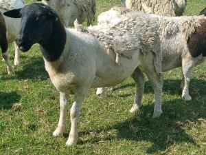 DORPER SHEEP (WETHERS) AVAILABLE 