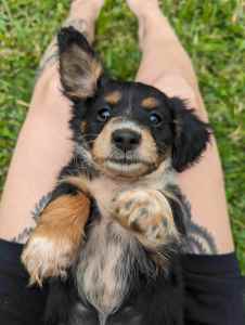 Beautiful Dachshund x Jack Russ puppies !
