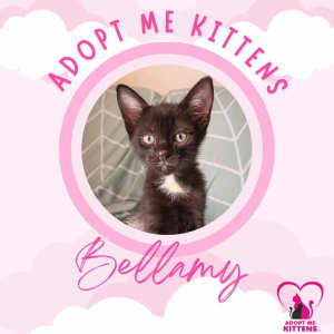 Bellamy, M, 14/1/24 CAT/KITTEN ADOPTION, ADOPT ME KITTENS CAIRNS