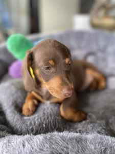 Mini Dachshund smooth coat male puppies 💎