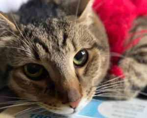 Scoll - Perth Animal Rescue inc vet work cat/kitten