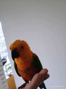 Hand Raised Jenday Conure (2 years old)