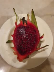 Dragon fruit cuttings,, dark pink/red flesh, 30 cm