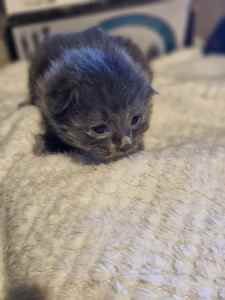 Maincoon x Ragdoll kittens for sale, Registered Breeder 