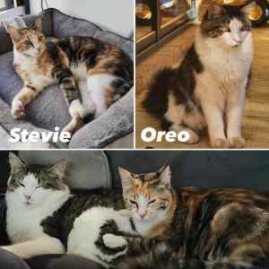 10738/9 : Oreo & Stevie - CATS for ADOPTION - Vet Work Included