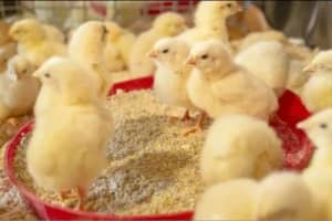 Purebred Light Sussex Chicks & Fertile eggs 