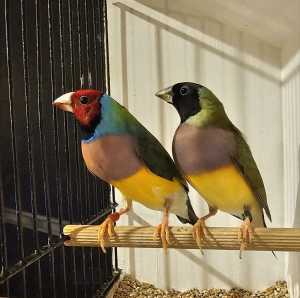 Big Pair Black & Red Head Licac Breast Gouldians Finches