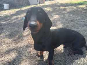9 month old mini daschund sold pending pick up