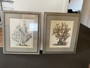 Two large coral prints