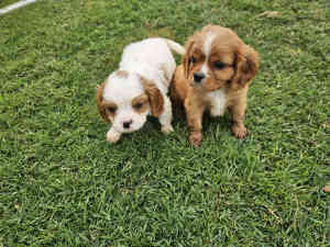 Cavalier King Charles puppies DNA tested 