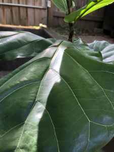 luscious large fiddleleaf fig in terracotta ! BEAUTY
