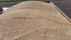 Barley Grain bulk or 1t bags