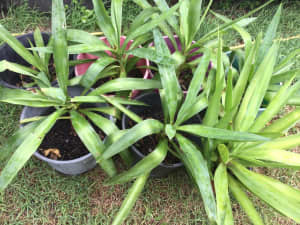 YUCCA PLANTS, Now Just $5 each. PHOTOS OF THE ACTUAL PLANTS AVAILABLE
