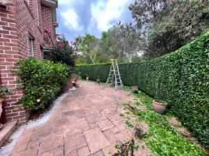 Professional Garden Maintenance and Landscaping