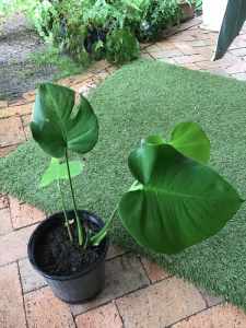A monstera plant growing well