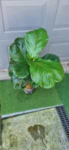 Fiddle leaf fig indoor plant 