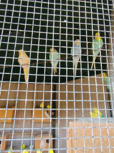 Young budgies 