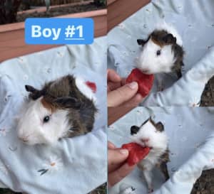 Bonded pair of young male Guinea Pigs 
