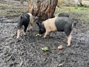Saddleback Pigs for sale 15 weeks old 2 available both female