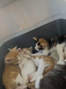 Kittens for sale!!!!!!