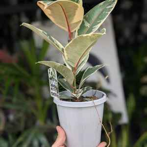 Ficus Elastica Tineke - 150mm (Goulburn Delivery Sunday)