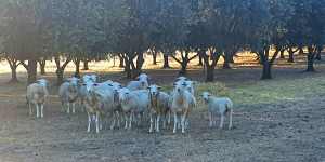 10 Aussie White x Dorper Ewes - pregnant